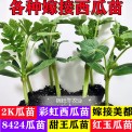 8424嫁接苗美都甜王红玉2K西瓜苗蔬菜 种子西瓜秧盆栽 蔬菜苗苗子