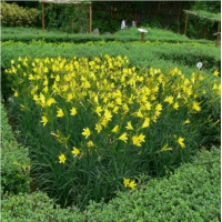 黄花菜种苗根金针苗正宗食用大同黄花苗四季种植多年生蔬菜苗包邮