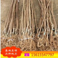 【李子树】青脆李子树 脆红李李子树 口感佳色泽好 李子树